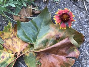Blanket flower and sycamore leaves